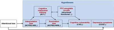 The antidepressant effect of cognitive reappraisal training on individuals cognitively vulnerable to depression: Could cognitive bias be modified through the prefrontal–amygdala circuits?